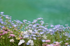 水辺のお花畑