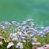 水辺のお花畑