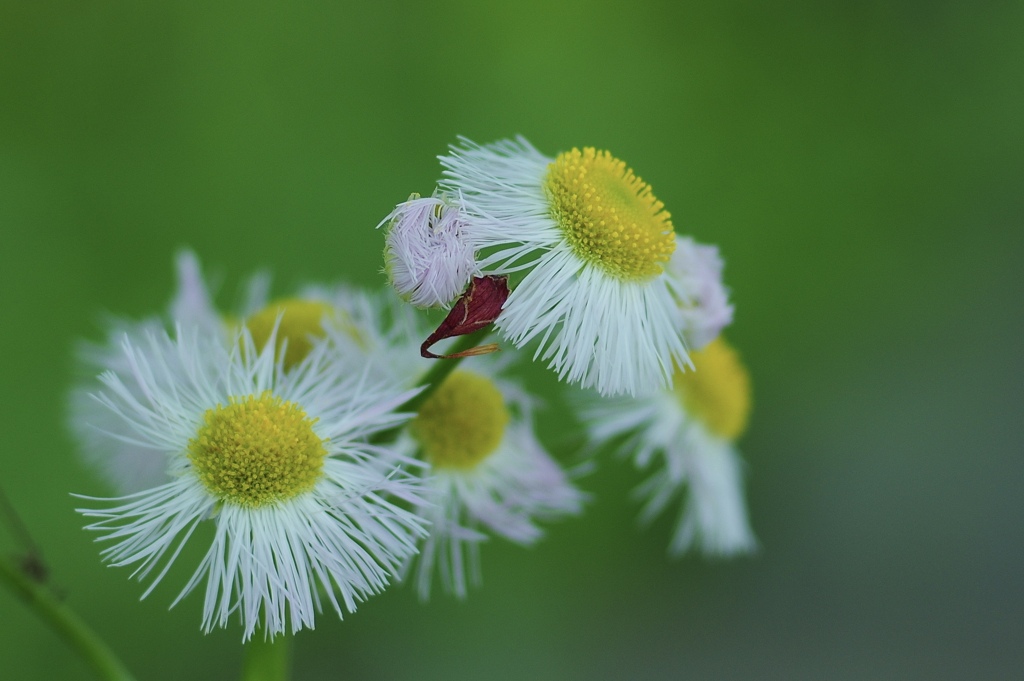 貧乏草 ビンボウグサ By Pomme27 Id 写真共有サイト Photohito