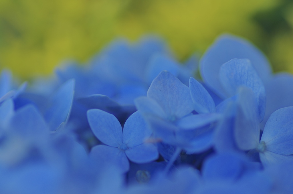 Hydrangea