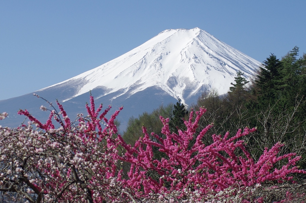 富士山と花桃