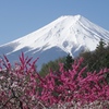 富士山と花桃