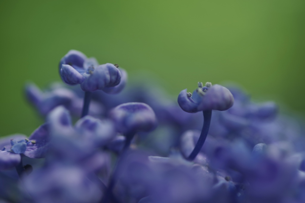 おたふく紫陽花