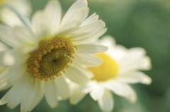 marguerite