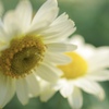 marguerite