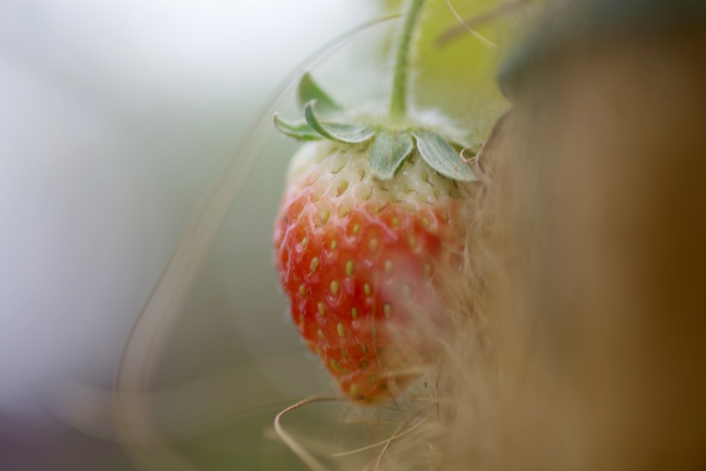 strawberry