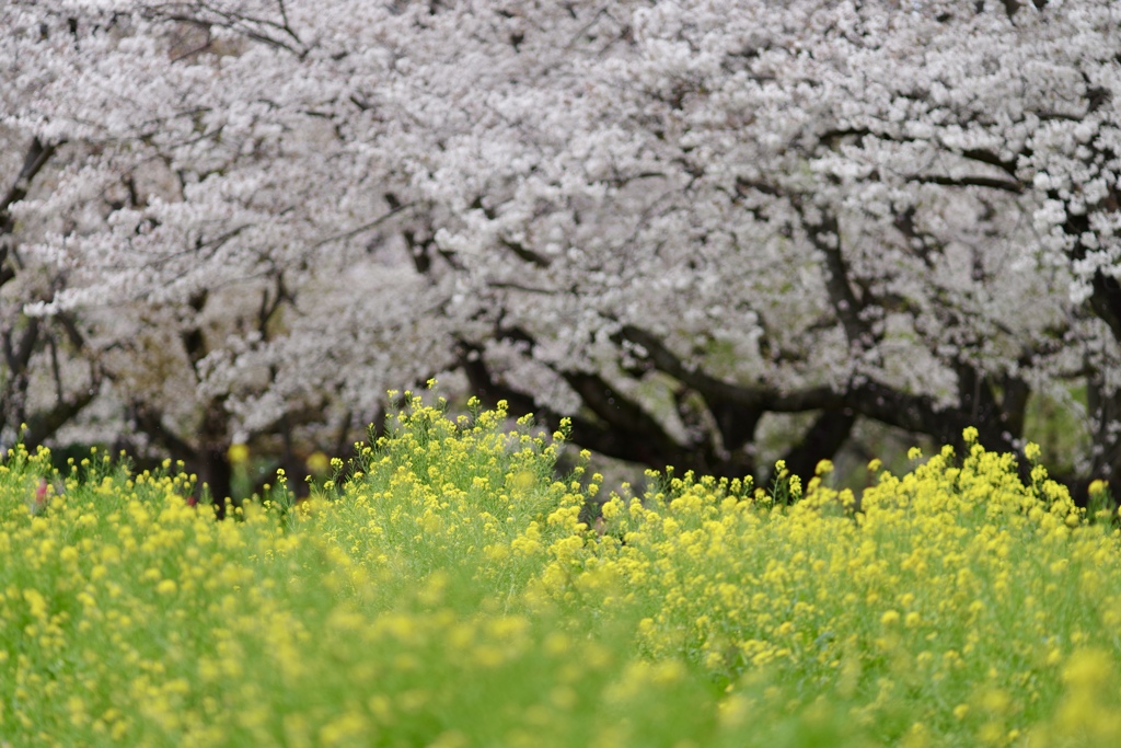 満開の桜と菜の花