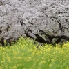 満開の桜と菜の花