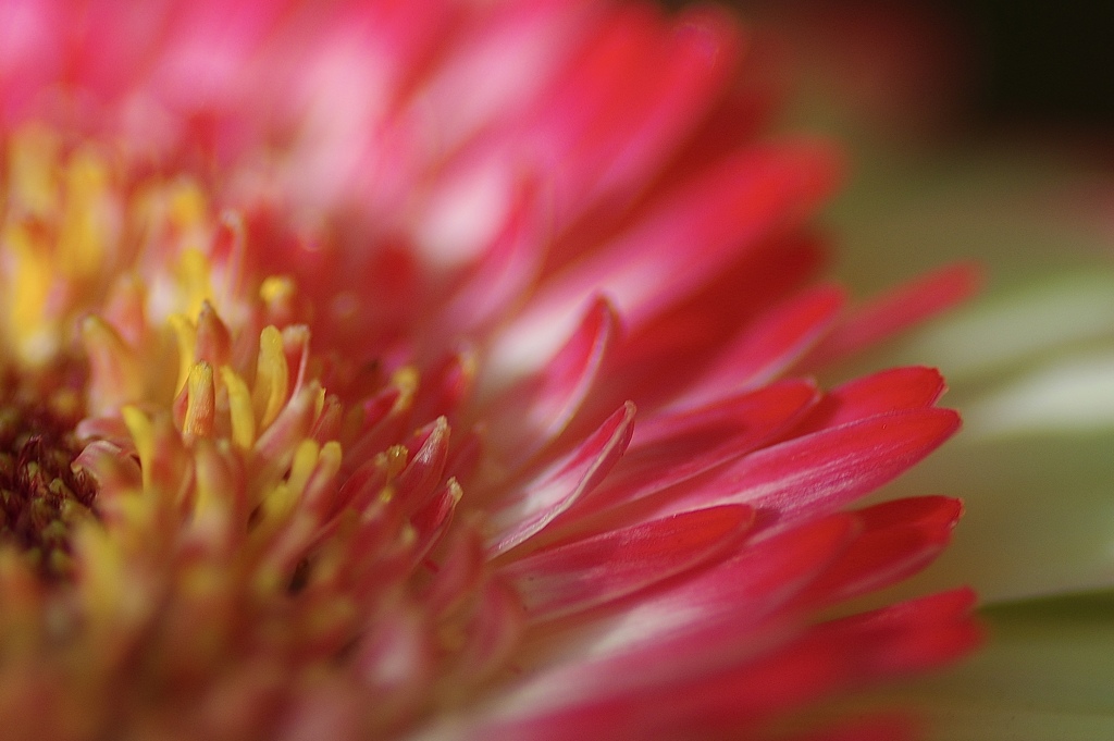 Gerbera