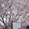 神代桜の宇宙桜