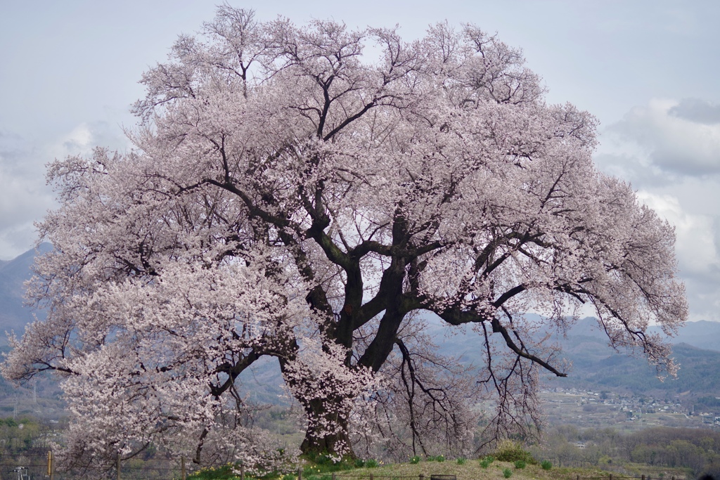 わに塚の桜