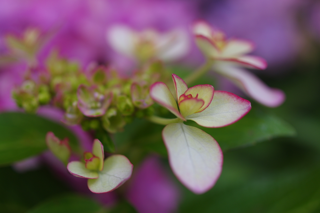 紫陽花の咲く頃