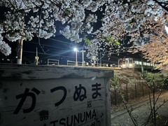 夜桜列車
