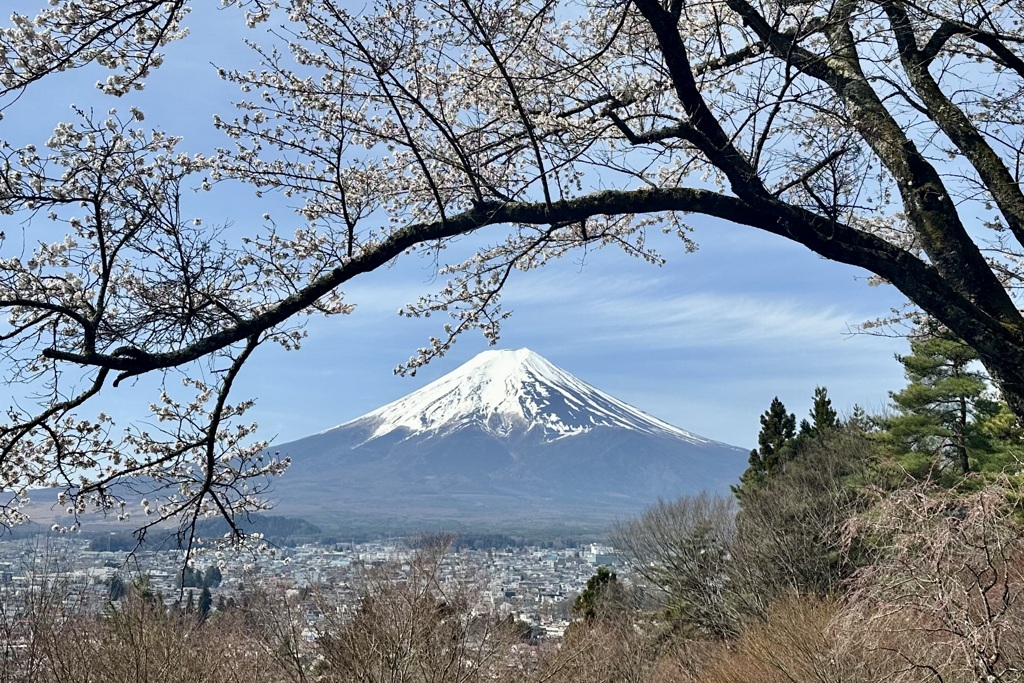 桜のアーチ