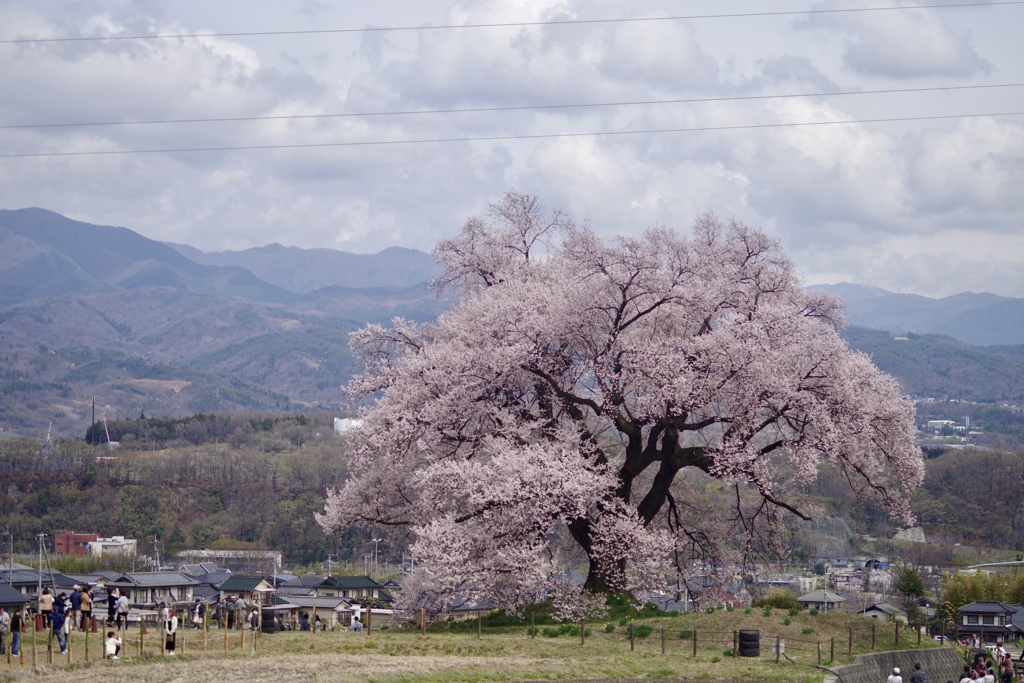 一本桜