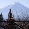 富士山とクリスマスツリー