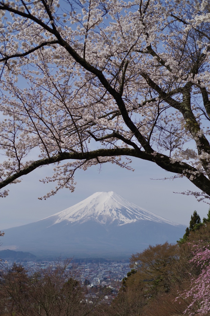 桜の向こうに富士山