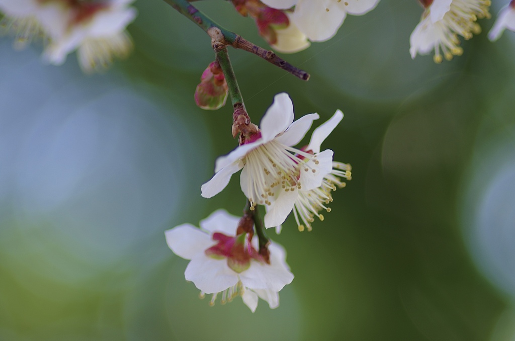 ume