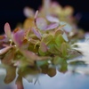 水鉢に浮かぶ花