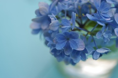 花のある日常