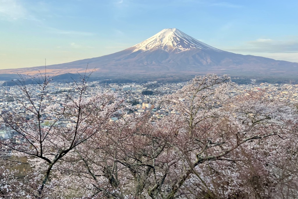 新倉山浅間公園からの富士山と桜