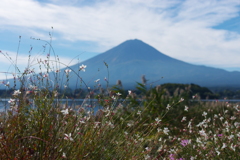ガウラと富士山