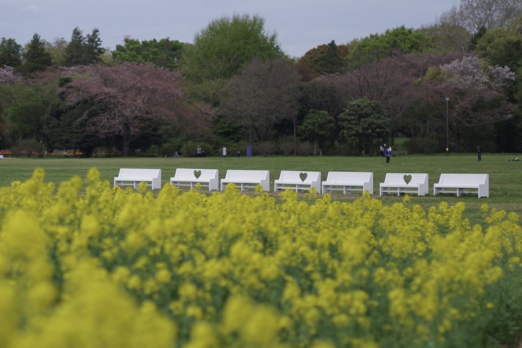 菜の花とハートのベンチ♡