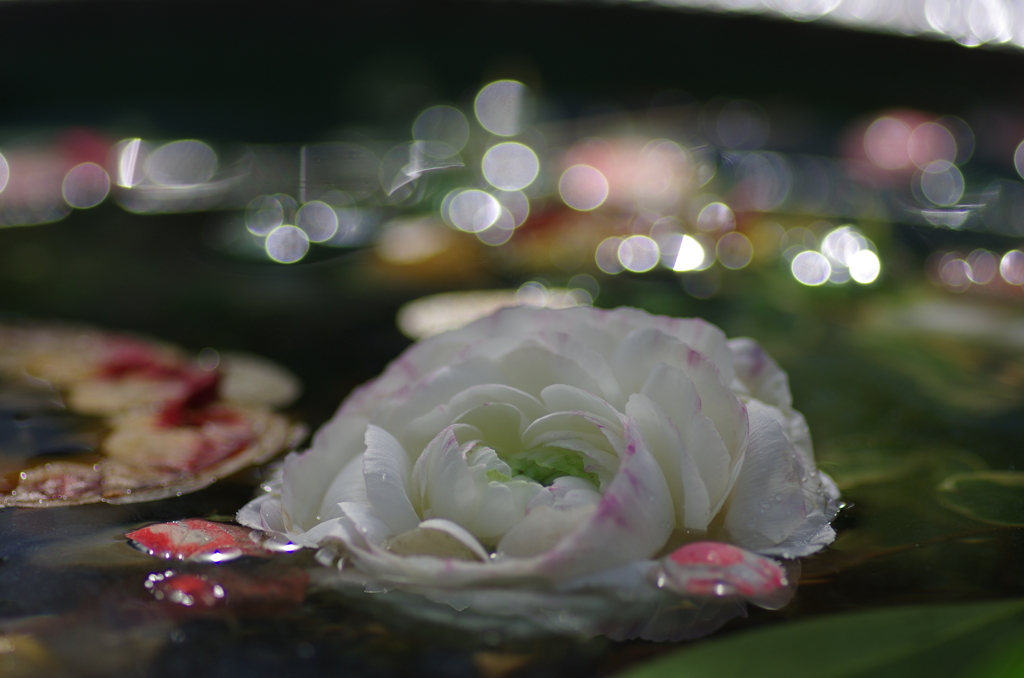 水中花