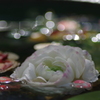 水中花