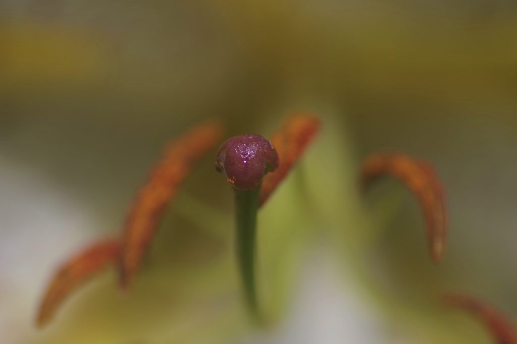 蕊