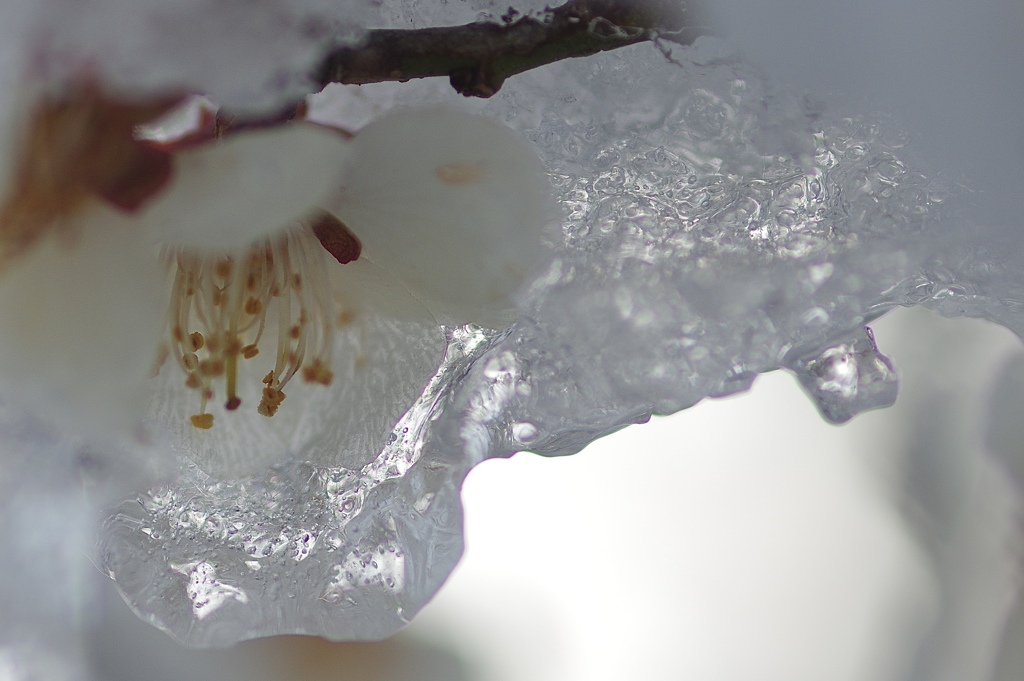 雪と氷のカーテン