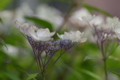 紫陽花