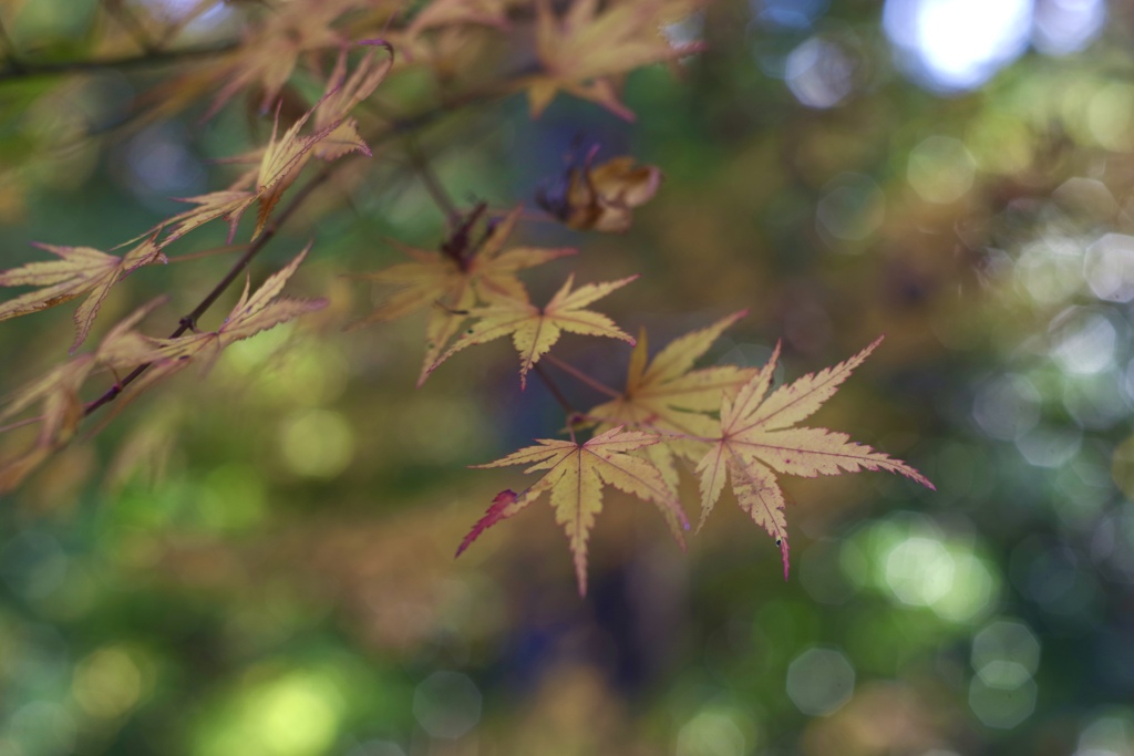 紅葉