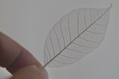 leaf vein