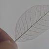 leaf vein