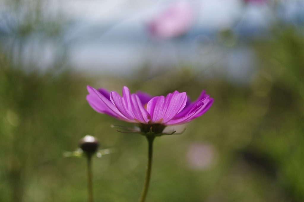 秋桜