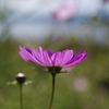 秋桜