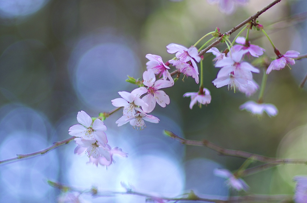 春爛漫