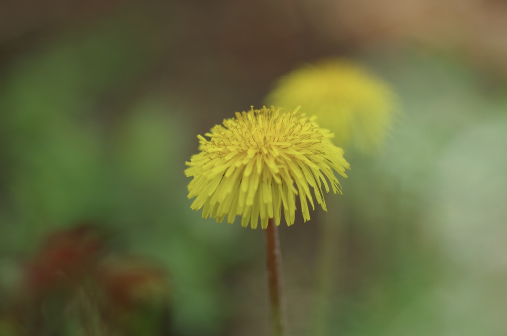 Dandelion