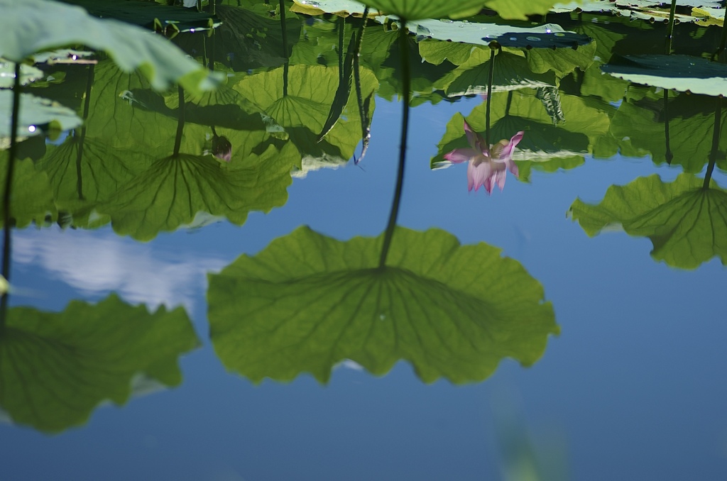 水面に写る蓮の花