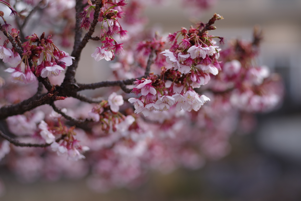 寒桜