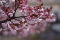 寒桜