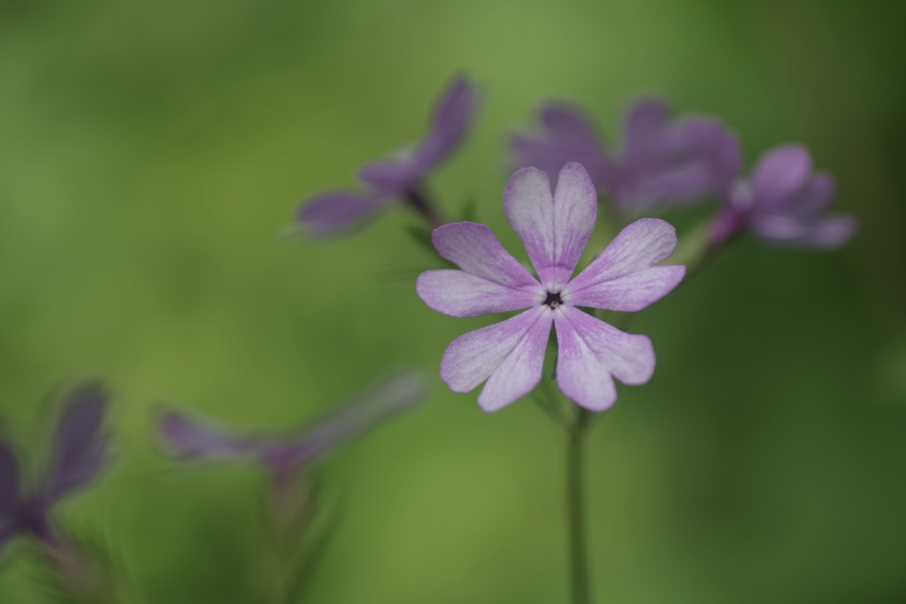 ハートの花びら