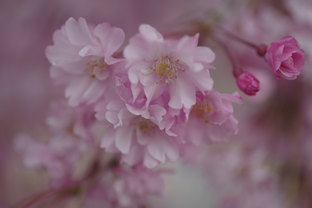 フリルな枝垂れ桜