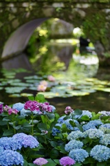 水辺の紫陽花と睡蓮