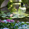 水辺の紫陽花と睡蓮