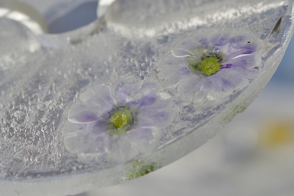 氷中花