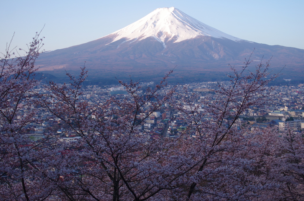 富士山と桜