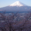 富士山と桜