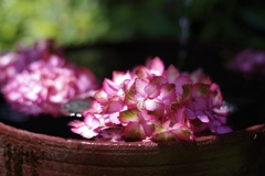 しっとり紫陽花